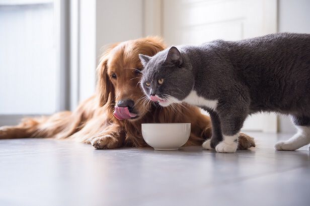 A golden retriever and a grey cat eating from a white bowl together on the floor.